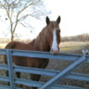 Meet your Posher, Patty